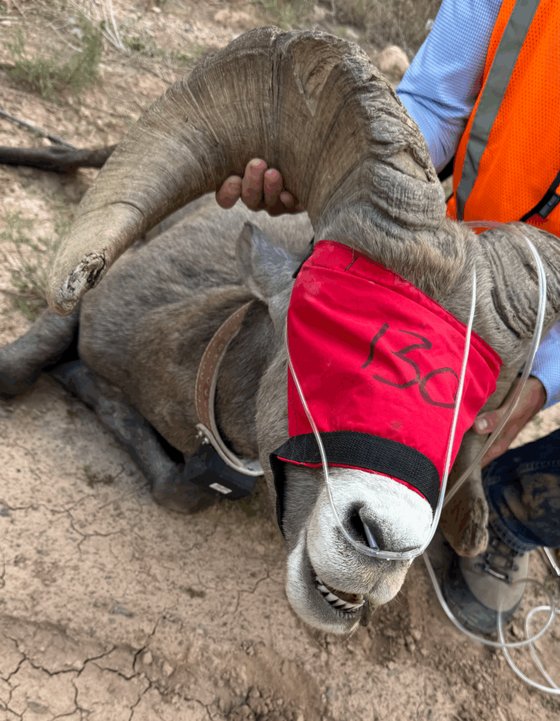 Moving sheep reduces risk, helps herds - Arizona Game & Fish
